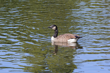 Canada Goose on the lake at Grovelands Park, London, UK.