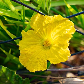 Flor de bucha vegetal