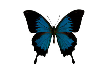 Naklejka na ściany i meble Tropischer Schmetterling, blaues Muster auf dem Flügeln, transparent ohne Hintergrund
