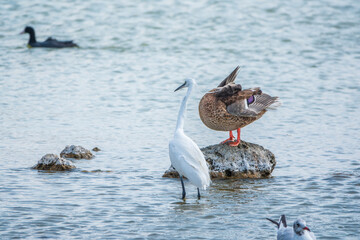 The small white heron or Little egret stands in the lake