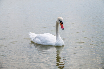 Graceful white Swan swimming in the lake, swans in the wild. Portrait of a white swan swimming on a lake.