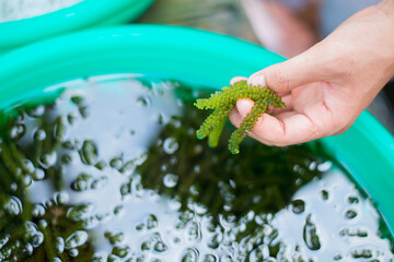 Seaweed (Sea grapes,Caulerpa lentillifera) is a healthy seafood.