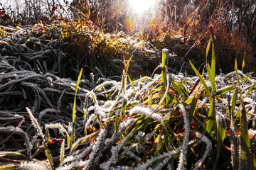 A beautiful natural phenomenon during the rising sun at the frozen grassy nature