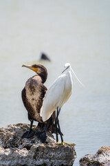 Small white heron, or Little egret, Egretta garzetta, and Great cormorant, Phalacrocorax carbo, sitting on a cliff and looking for fish in shallow water