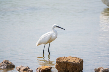 The small white heron or Little egret stands in the lake