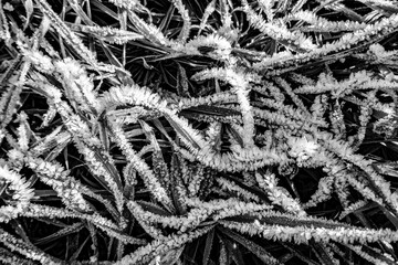 Frozen grass with ice crystals in December