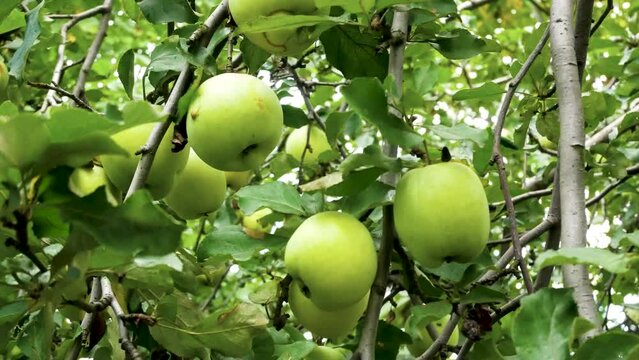 Many large green apples hang from the branches of a tree in the garden in the summer. Panorama. Growing organic apples in the garden. Harvesting apples in the garden