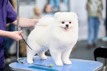 A white pomeranian stands on a grooming table. The concept of beauty and fashion among animals