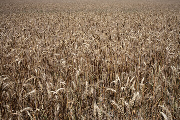 Wheat field - Walking trail between La ferte-sous-Jouarre et Orly-sur-Morin along the petit morin river -  Seine-et-Marne - &Icirc;le-de-France - France