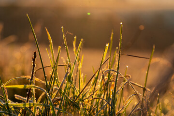 gefrorenes Gras bei Sonenaufgang im Gegenlicht