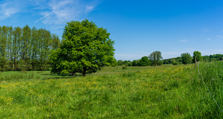 Sommerwiese mit Baum