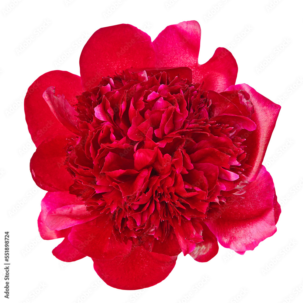 Wall mural Fleur de pivoines Red Charm	