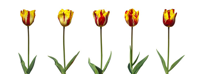 Tulipes rouges et jaunes sur fond blanc	