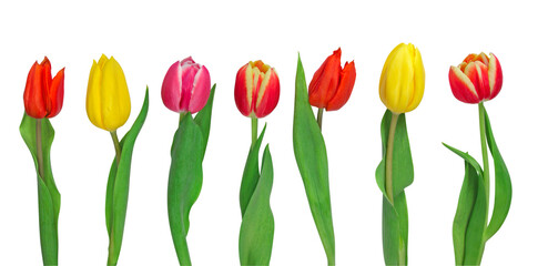 Tulipes de différentes couleur	