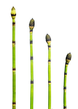 Equisetum japonicum	