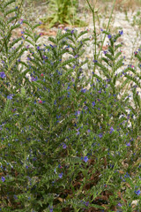 Fototapeta premium Echium vulgare plant in bloom