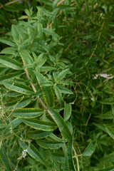 Lippia citriodora