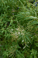 Lippia citriodora