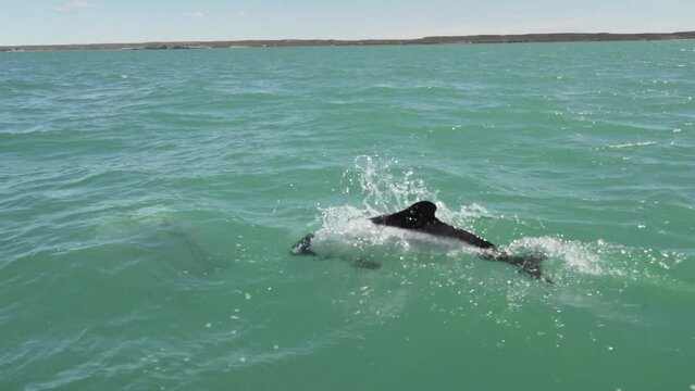 Black and white Commerson Dolphins swimming in the turquoise water