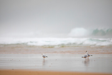 Gaviotas reidoras​ (Chroicocephalus ridibundus) en una playa del Océano Atlántico al amanecer (vida salvaje)