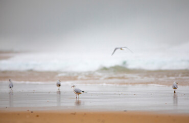Gaviotas reidoras​ (Chroicocephalus ridibundus) en una playa del Océano Atlántico al amanecer (vida salvaje)