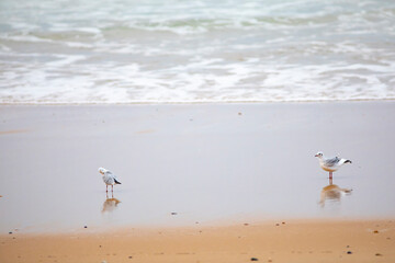 Gaviotas reidoras​ (Chroicocephalus ridibundus) en una playa del Océano Atlántico al amanecer (vida salvaje)