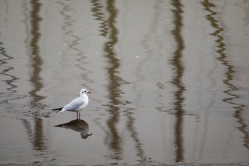 Gaviota reidora​ (Chroicocephalus ridibundus) en una playa del Atlántico en marea baja