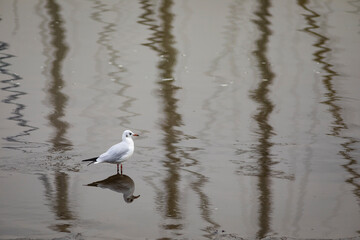 Gaviota reidora​ (Chroicocephalus ridibundus) en una playa del Atlántico en marea baja