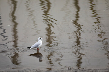 Gaviota reidora​ (Chroicocephalus ridibundus) en una playa del Atlántico en marea baja