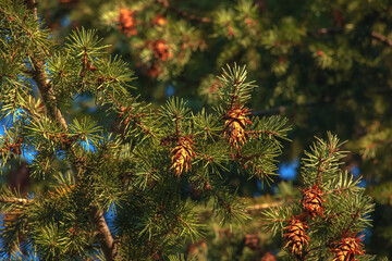 Pine cones of douglas tree. Ripe Cone on Branches of Pseudotsuga menziesii. - obrazy, fototapety, plakaty