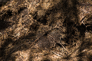 Anthill. Close-up.
