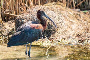 The glossy ibis, latin name Plegadis falcinellus, searching for food in the shallow lagoon.