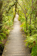 Fototapeta na wymiar Sendero de madera en un bosque profundo alrededor de un lago (verde, agua, aventura, treeking, al aire libre) 