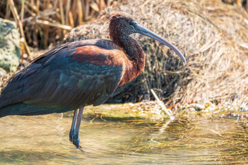 The glossy ibis, latin name Plegadis falcinellus, searching for food in the shallow lagoon.