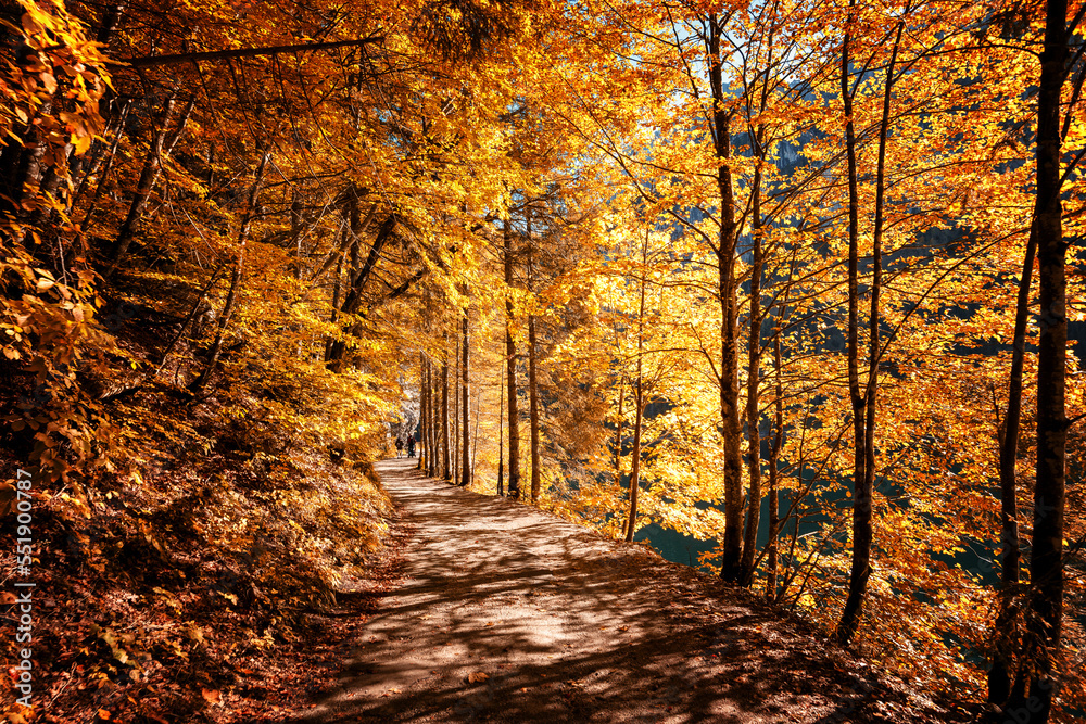 Fototapete Autumn forest scenery with road. Footpath in autumn forest nature. Wild area. Megical Natural Background. Creative image .