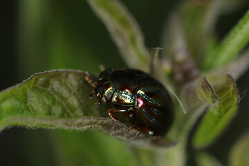 Rosemary beetle - Chrysolina americana - Coleoptera