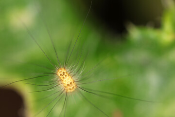 Long-haired caterpillar - larvae of fall webworm - Hyphantria cunea - moth -  Erebidae - insect larvae