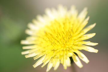 Taraxacum officinale - Dandelion - Common dandelion - Asteracea