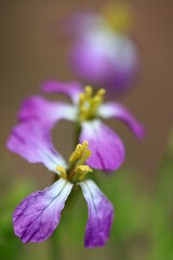 Pink flower of Raphanus sativus - Brassicacea