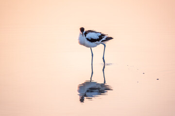 Water bird pied avocet, Recurvirostra avosetta, standing in the water in pink sunset light. The...