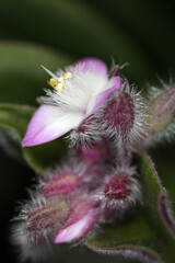 Tradescantia zebrina - Commelinaceae