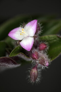 Tradescantia zebrina - Commelinaceae