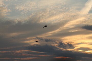 Seagull on the sky..