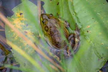 A green frog nearly hidden in a marsh in Ontario.