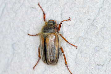 Summer chafer (Amphimallon solstitiale, Rhizotragus solstitialis), sitting on a wall.