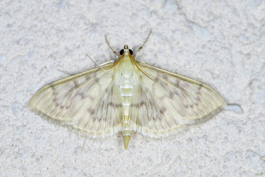 Patania ruralis, the Mother of Pearl Moth, perched on a wall.