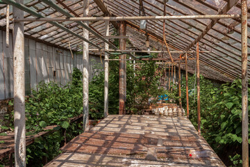 Abandoned and overgrown green house.