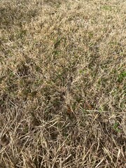 dry grass background