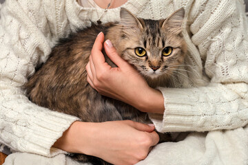 Frightened cat in the hands of the owner. A girl is holding a fluffy tabby cat