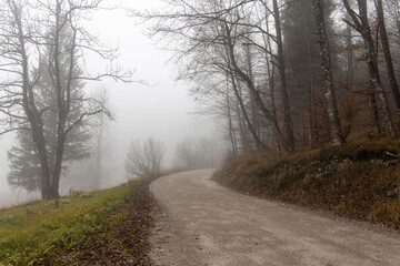 Group of trees without leaves and green fir trees are in a forest in autumn in fog